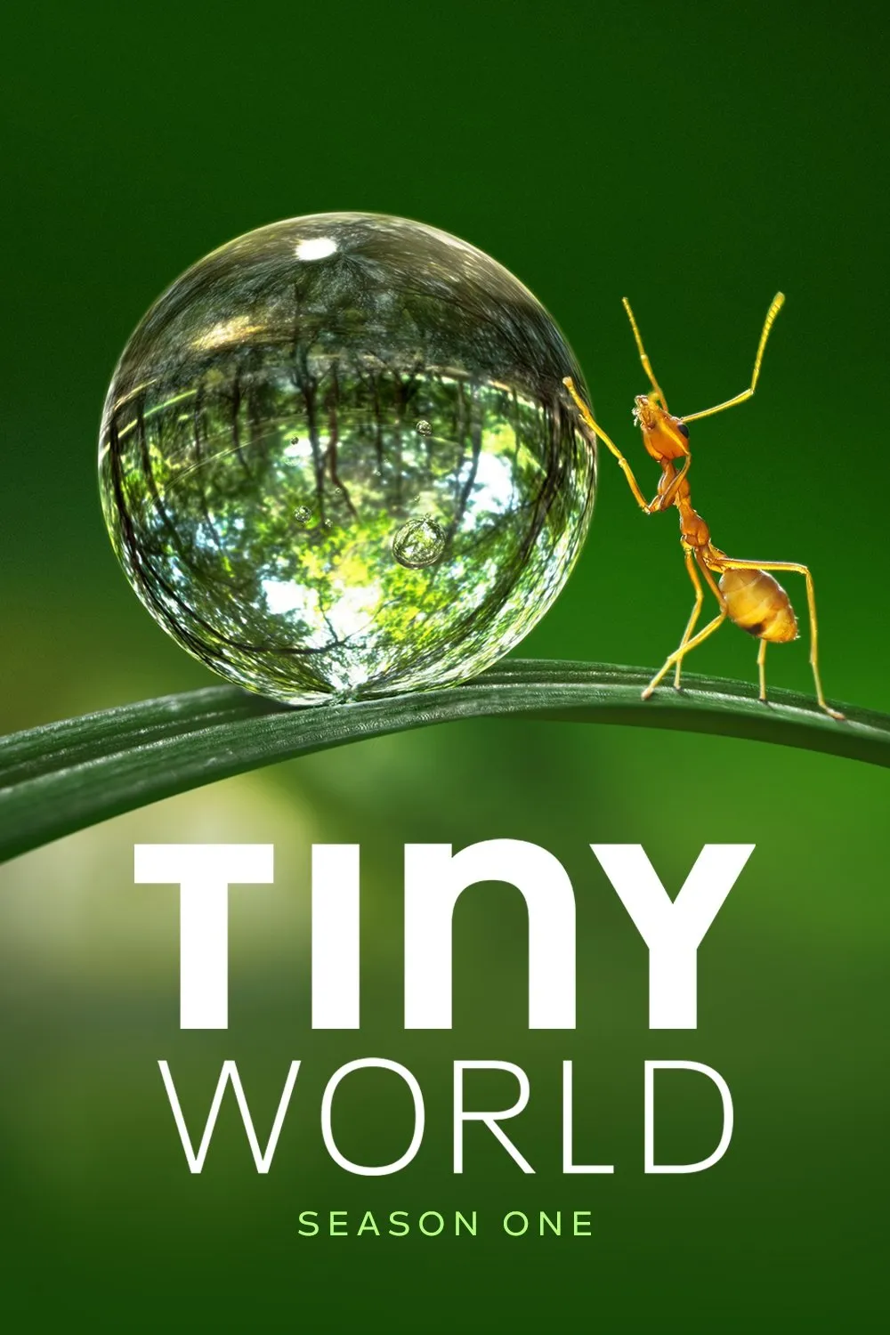 Tiny World (Season 1) watch-the-gioi-sieu-nho-phan-1-