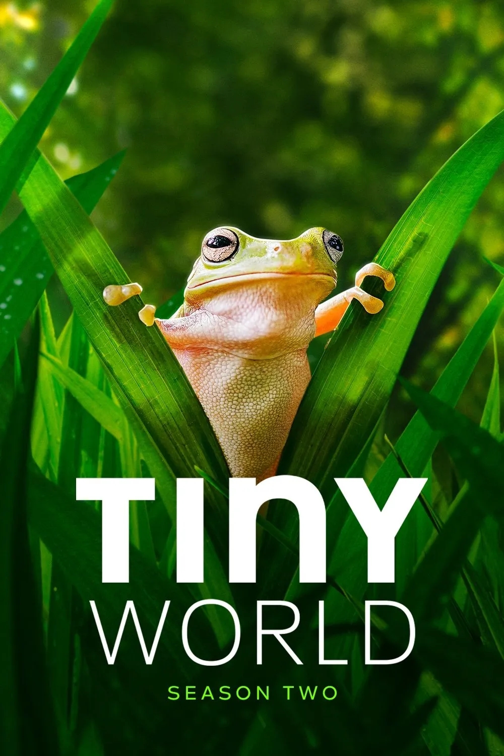 Tiny World (Season 2) watch-the-gioi-sieu-nho-phan-2-
